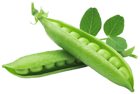 pea protein